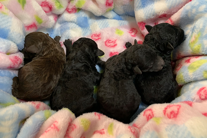 ご希望にあわせた子犬のご紹介
