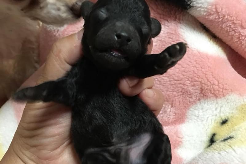 ご希望にあわせた子犬のご紹介