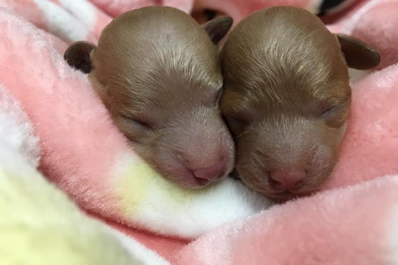 ご希望にあわせた子犬のご紹介